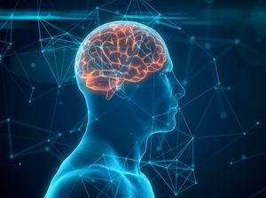 What Does The Brain Do