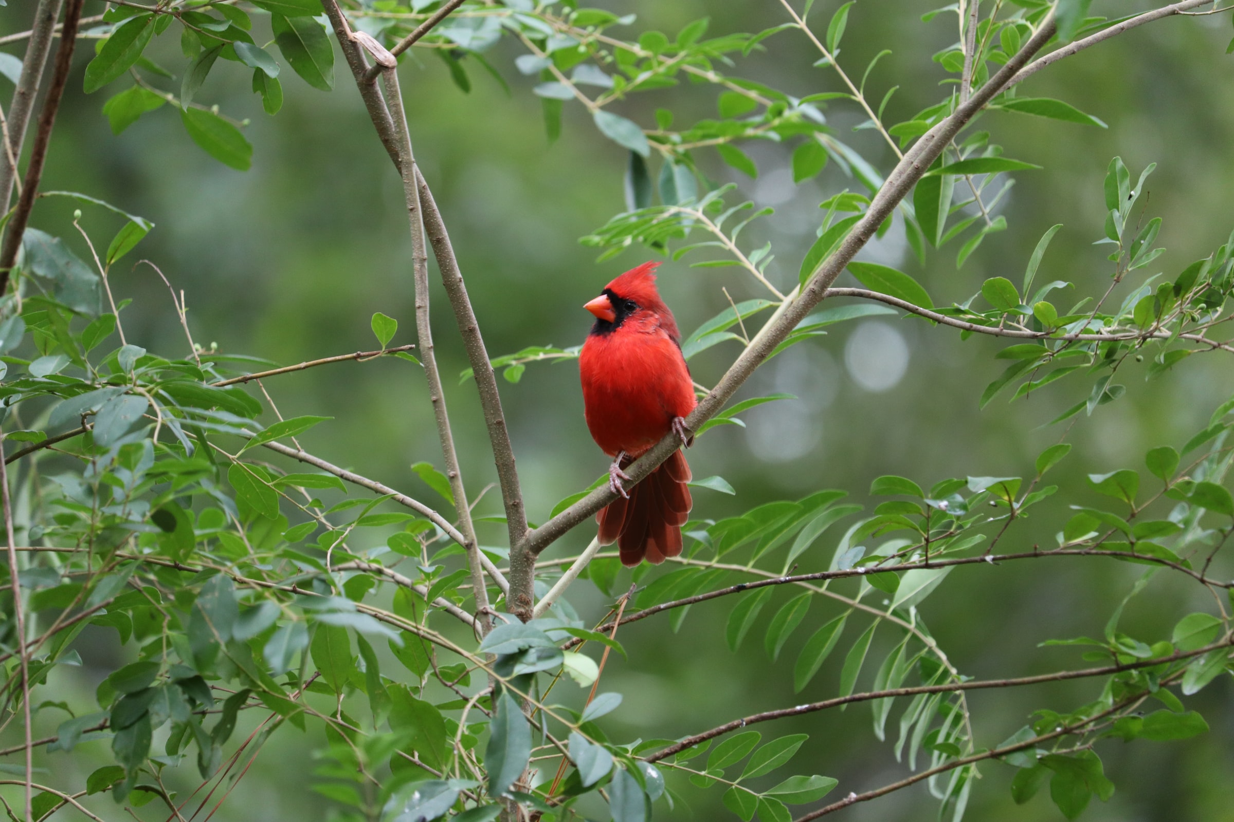 Cardinal